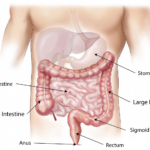 Understanding the Importance of the Colon in Digestive Health