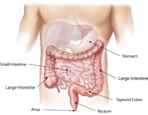 Understanding the Importance of the Colon in Digestive Health