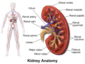 unlocking the secrets of the kidneys