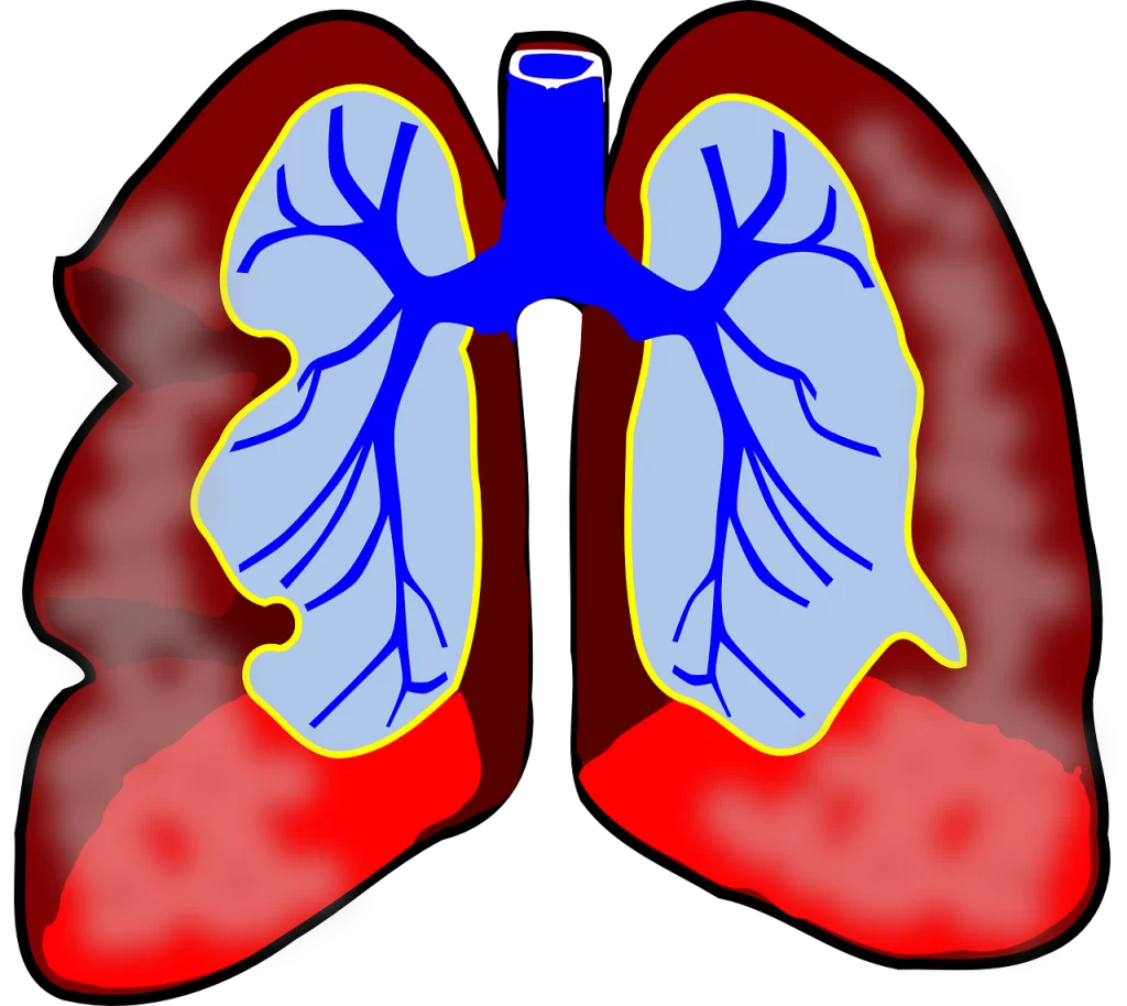What are Lungs and How Do They Work?