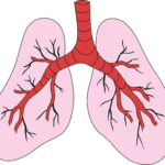 “The Lifesaving Role of Lungs: Understanding Their Structure and Function”