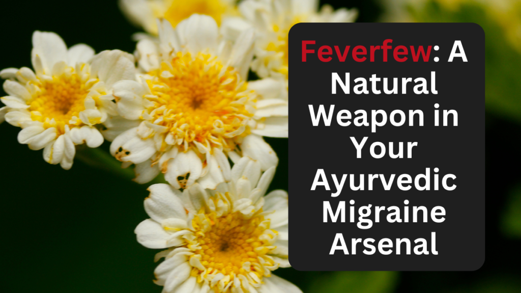 Feverfew: A Natural Weapon in Your Ayurvedic Migraine Arsenal