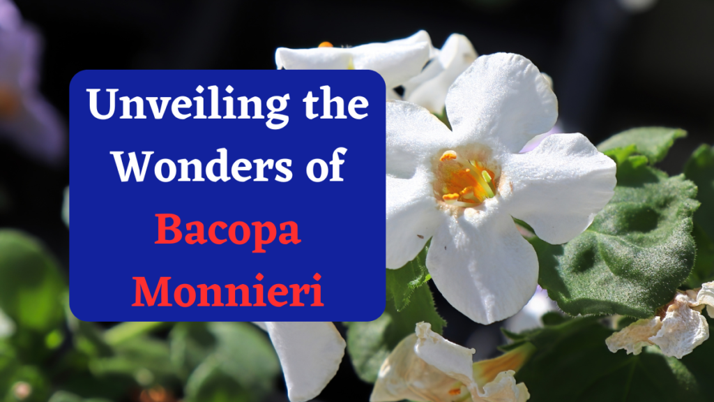 Unveiling the Wonders of Bacopa Monnieri