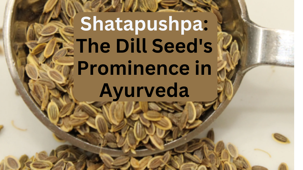 Shatapushpa The Dill Seed’s Prominence in Ayurveda