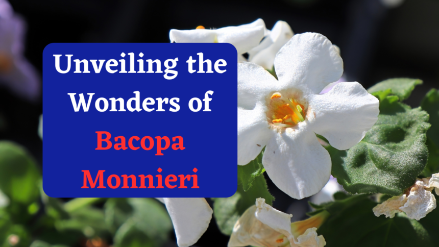 Unveiling the Wonders of Bacopa Monnieri