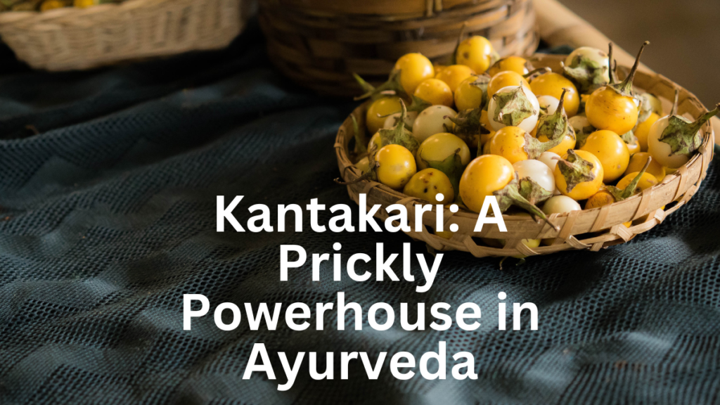 Kantakari: A Prickly Powerhouse in Ayurveda