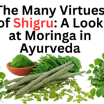 The Many Virtues of Shigru A Look at Moringa in Ayurveda