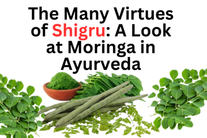 The Many Virtues of Shigru A Look at Moringa in Ayurveda