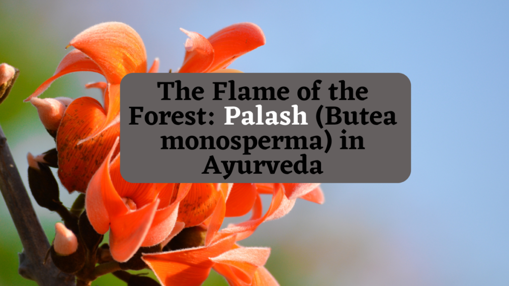 The Flame of the Forest: Palash (Butea monosperma) in Ayurveda