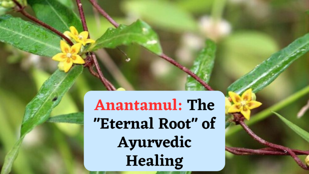 Anantamul: The "Eternal Root" of Ayurvedic Healing