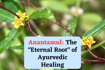 Ayurvedic herbs Anantamul (Hemidesmus indicus)