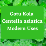 Gotu Kola (Centella asiatica) in Ayurveda Exploring Its Ancient Wisdom and Modern Uses