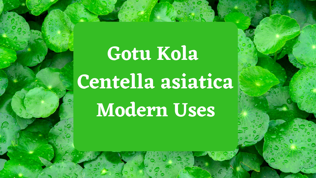 Gotu Kola (Centella asiatica) in Ayurveda Exploring Its Ancient Wisdom and Modern Uses