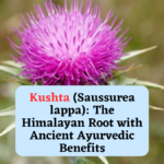 Kushta (Saussurea lappa): The Himalayan Root with Ancient Ayurvedic Benefits