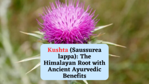 Kushta (Saussurea lappa): The Himalayan Root with Ancient Ayurvedic Benefits
