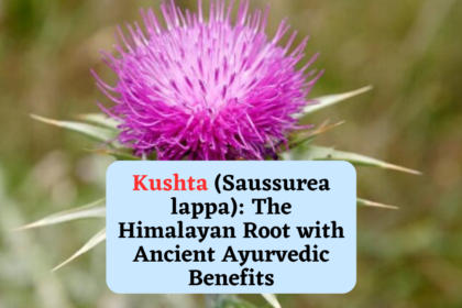 Kushta (Saussurea lappa): The Himalayan Root with Ancient Ayurvedic Benefits