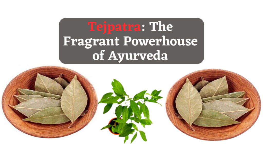 Tejpatra: The Fragrant Powerhouse of Ayurveda