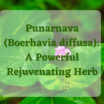 Punarnava (Boerhavia diffusa): A Powerful Rejuvenating Herb