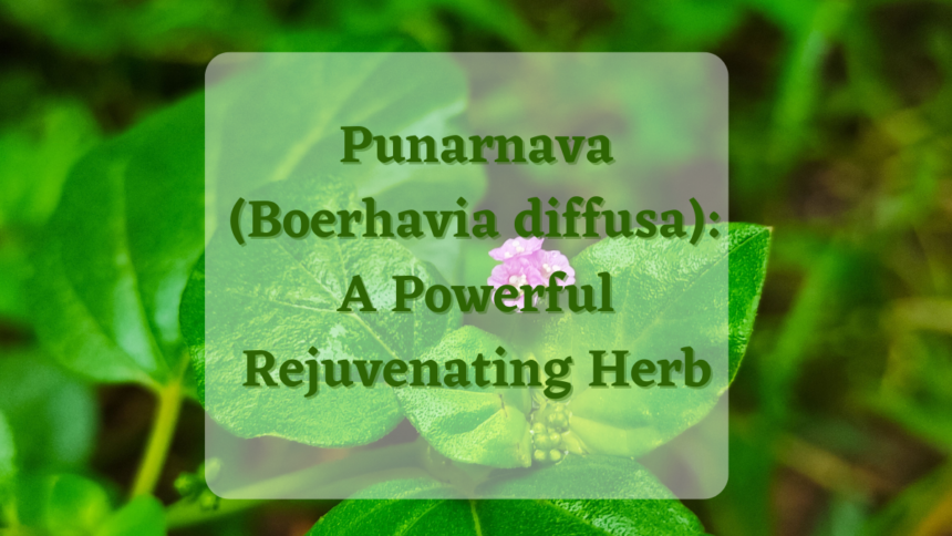 Punarnava (Boerhavia diffusa): A Powerful Rejuvenating Herb