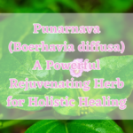 Punarnava (Boerhavia diffusa): A Powerful Rejuvenating Herb