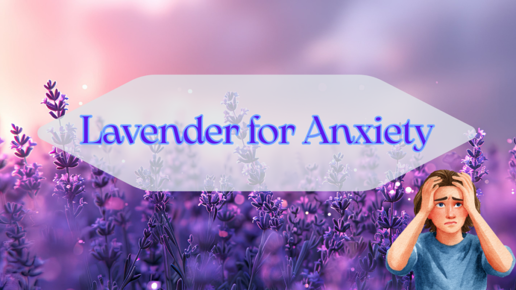 Lavender for Anxiety