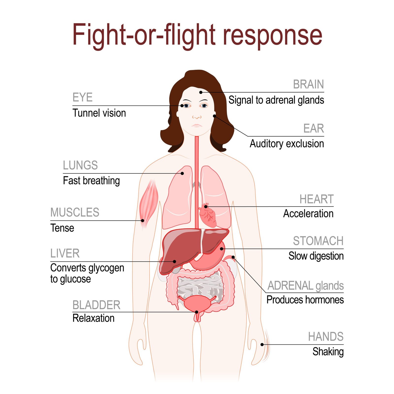 fight-or-flight response. stress response system.