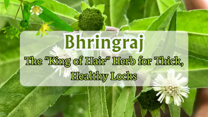 Bhringraj