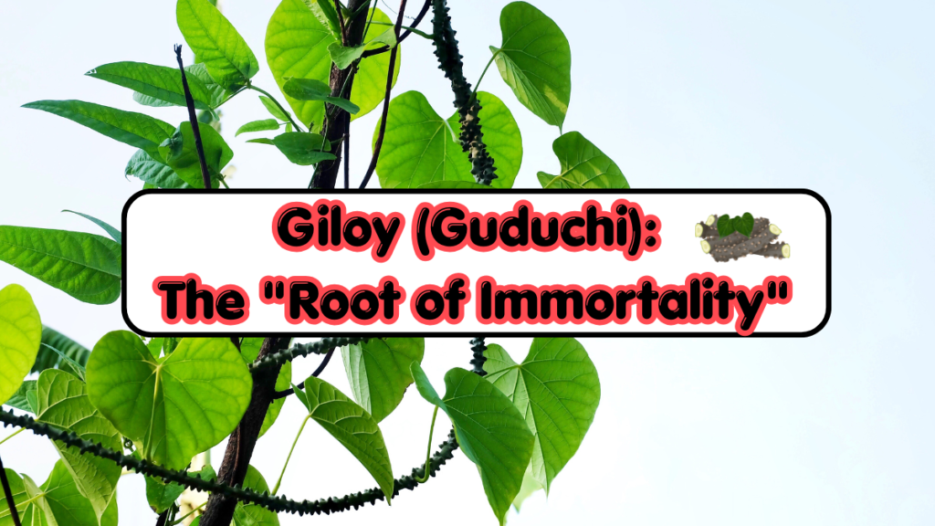 Giloy (Guduchi)