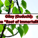 Giloy (Guduchi)