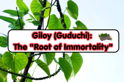 Giloy (Guduchi)