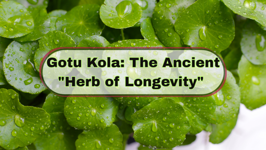 Gotu Kola
