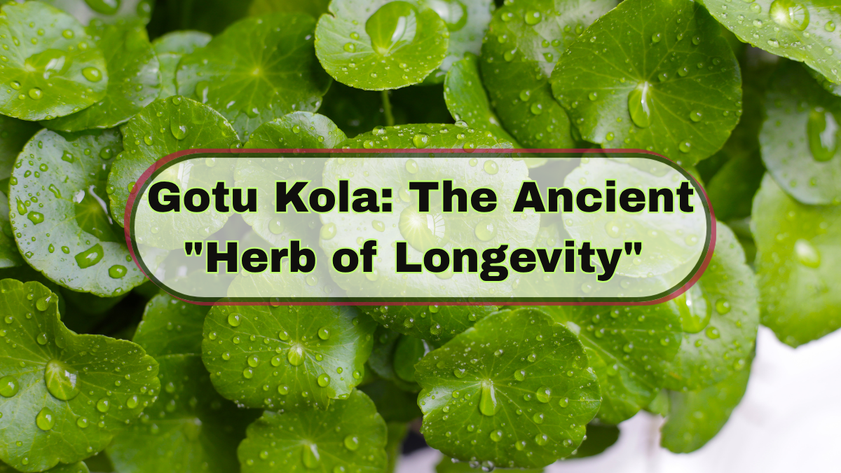 Gotu Kola
