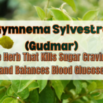 Gymnema Sylvestre (Gudmar)