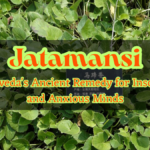 Jatamansi