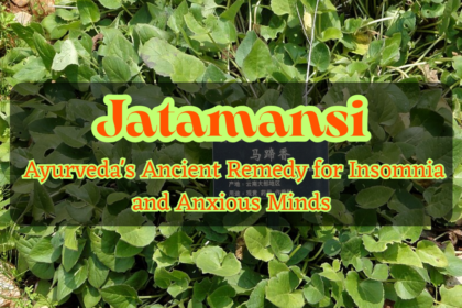Jatamansi