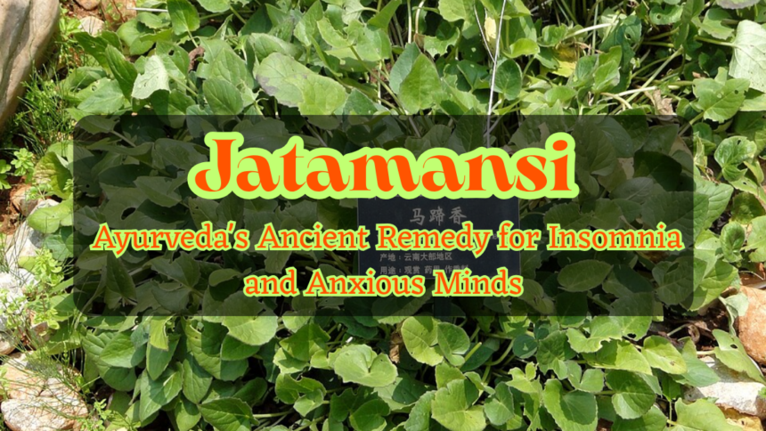 Jatamansi