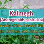 Kalmegh (Andrographis paniculata)