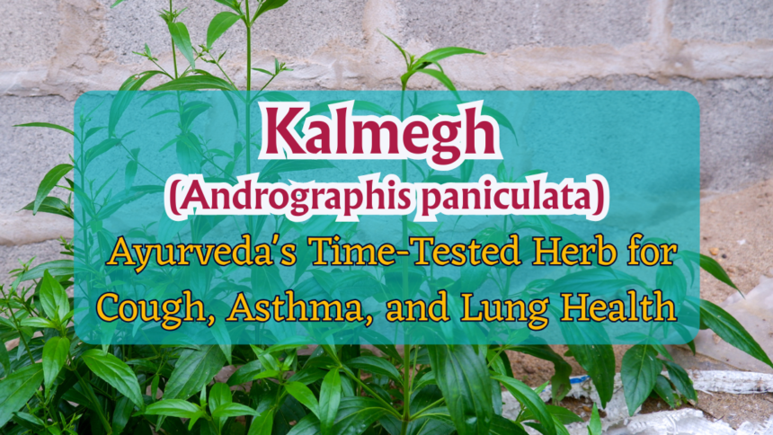 Kalmegh (Andrographis paniculata)