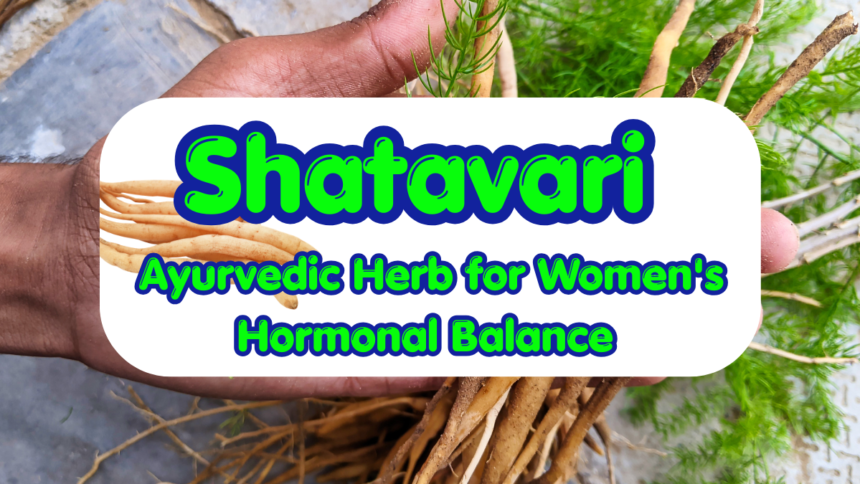 Shatavari