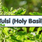 Tulsi (Holy Basil)