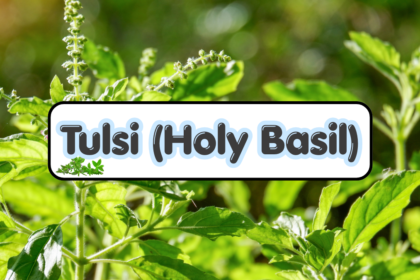 Tulsi (Holy Basil)