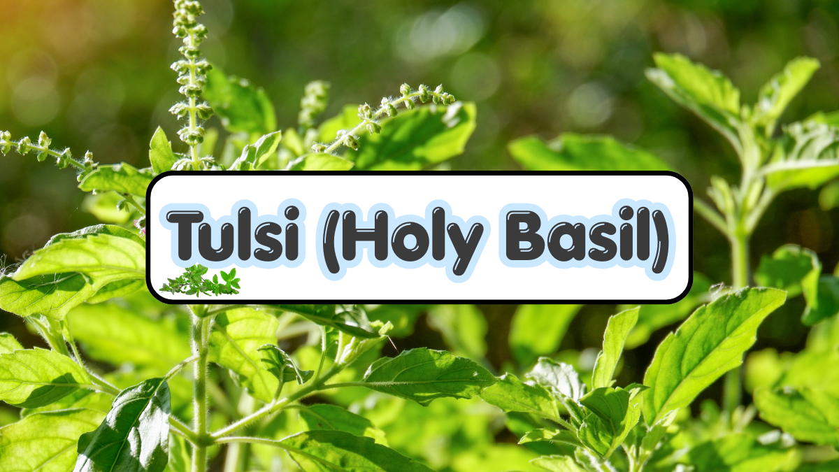 Tulsi (Holy Basil)